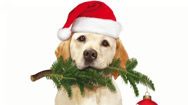 Ein Hund Rettet Weihnachten Trailer Deutsch German (2012)