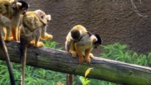 طفرة ولادات في حديقة حيوانات تايبيه