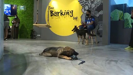 Saudi Arabia's first dog cafe delights pet lovers