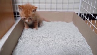 Training small kitten to use Litter Box