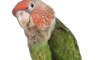 Parrots removed from zoo for swearing