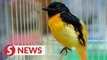 Three busted for smuggling rare and protected birds