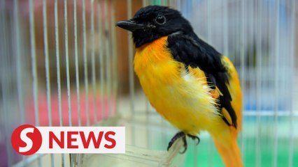 Three busted for smuggling rare and protected birds