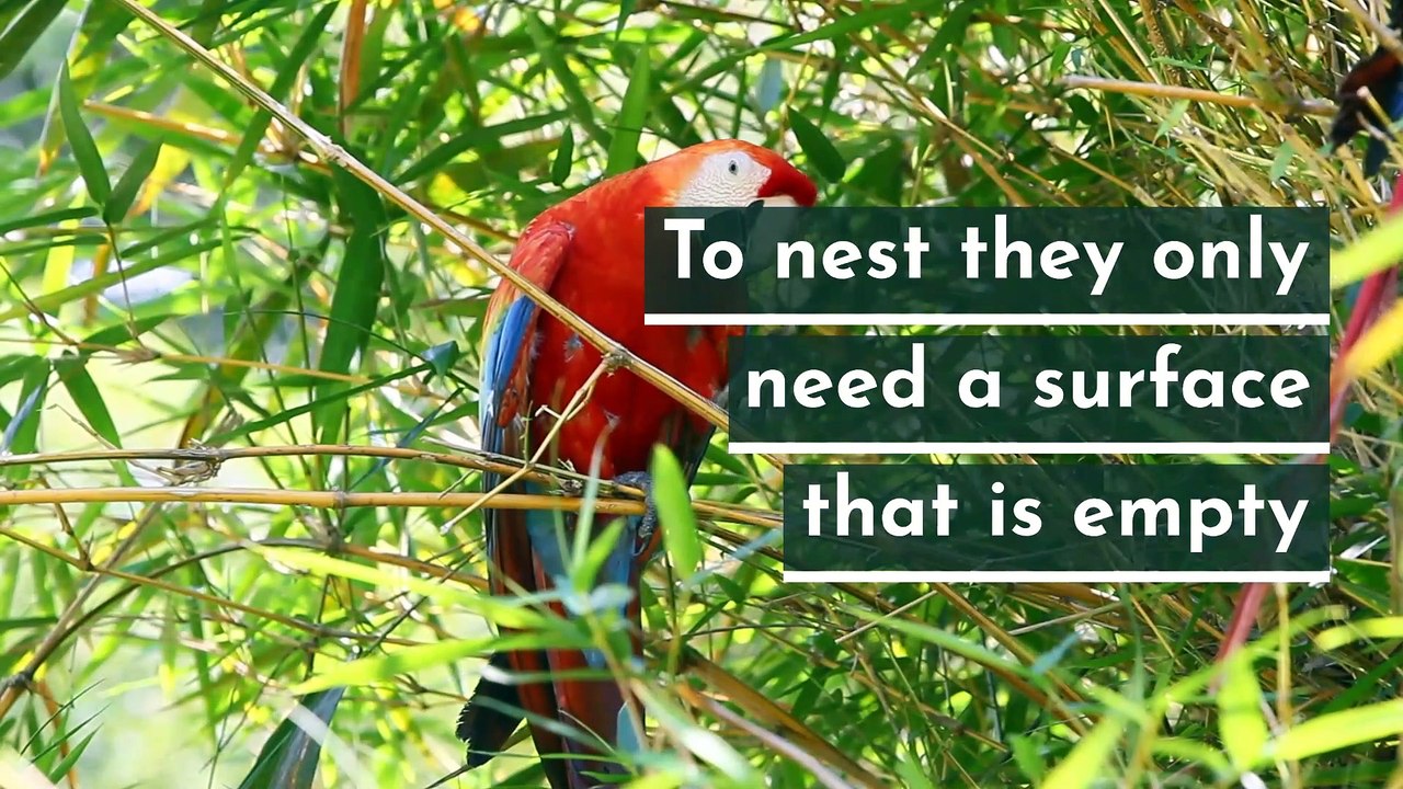 5 fun facts about parrots