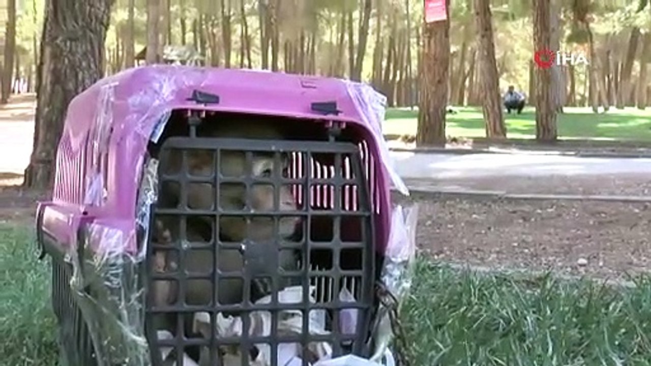 Durdurulan araçtan Makak maymunu çıktı