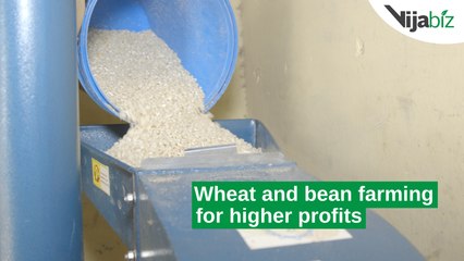 Kenya: Wheat and bean farming for higher profits