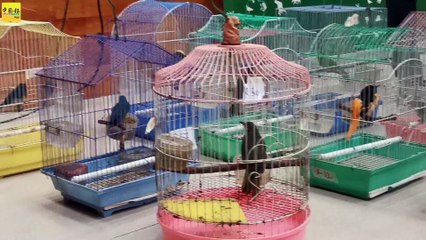 捣3走私活动扣3人 救出2000只稀有鸟类