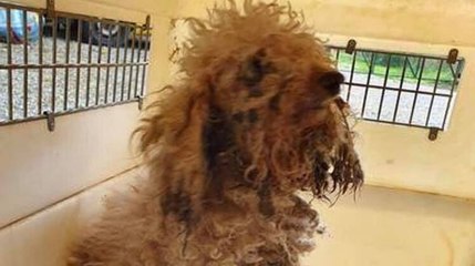 L’horreur : elle trouve un chien âgé et aveugle dans une poubelle...