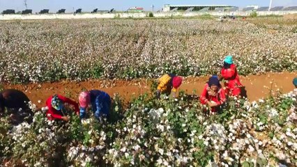 Pamuk diyarı Şanlıurfa'da hasat zamanı - ŞANLIURFA