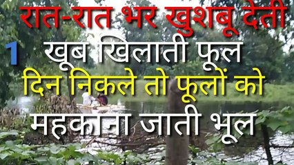 रात-रात भर खुशबू देती.खूब खिलाती फूल .दिन निकले तो GKIndianpaheli469