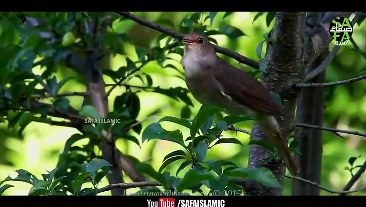 Aayat Arif ! Hasbi Rabbi ! Tere Sadqay Main Aqa !