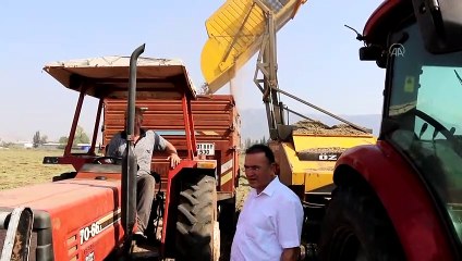 Yer fıstığı hasadı yüksek verim beklentisiyle başladı - ADANA