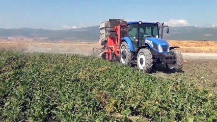 Gaziantep'te 14 bin dönüm alanda şeker pancarı hasadı sürüyor