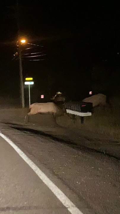 Two Aggressive Elk Tangle Antlers
