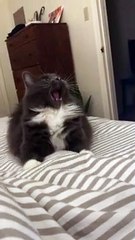 Kitty Pulls Funny Face as It Plays