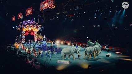 Les animaux sauvages dans les cirques, c'est enfin terminé !