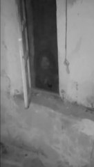 Ehab Qasmeyah %100 Real jinn | Paranormal 2020