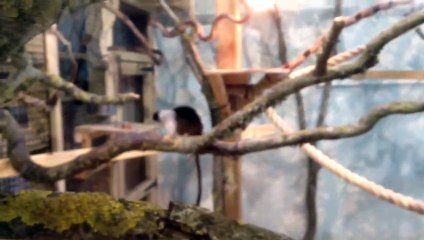 jersey zoo primates