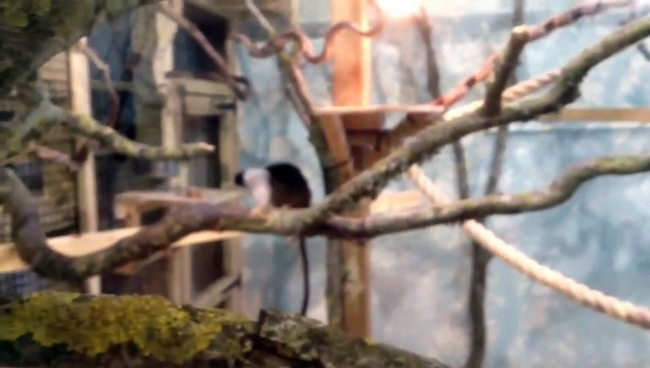 jersey zoo primates