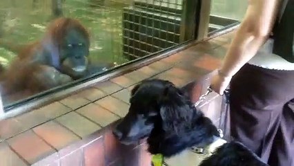 dog meets orangutans