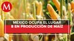 México producirá 28 millones de toneladas de maíz para este año: Sader
