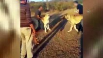 Köpek dövüştüren 3 kişiye para cezası - İSTANBUL