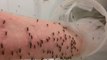 Ce cher­cheur se fait piquer par des milliers de mous­tiques... pour la science