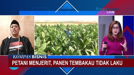 Petani Tembakau Menjerit, Panen Tidak Laku