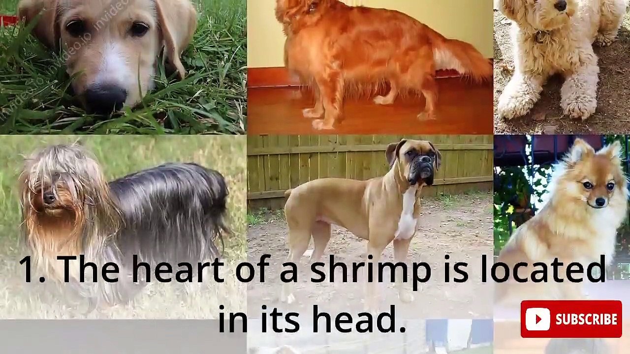 16 Unique Facts About 16 Unique Animals