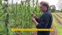 L'expérimentation du cannabis thérapeutique au point mort, un coup dur pour les cultivateurs dans la Creuse