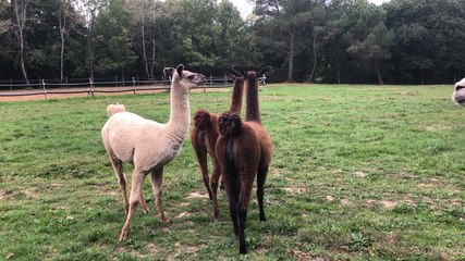 Aurélie élève des alpagas et des lamas