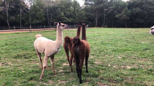 Aurélie élève des alpagas et des lamas