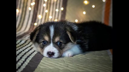 English Synonyms and Antonyms, Section 49: Polite to Predestination