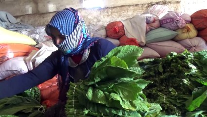 Muşta tütün hasadı başladı