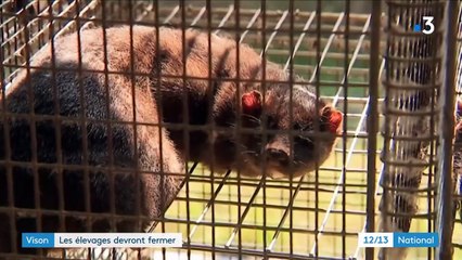 Bien-être animal : la colère des éleveurs de visons devant fermer d'ici 2025