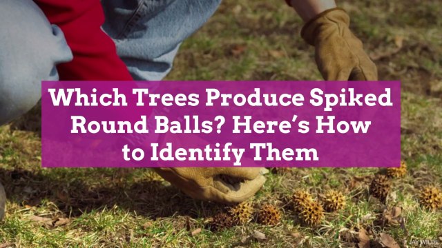 Which Trees Produce Spiked Round Balls? Here's How to Identify Them