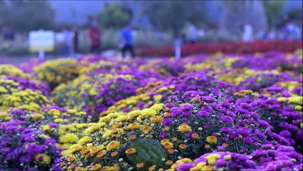 Oração a Nossa Senhora do Guadalupe