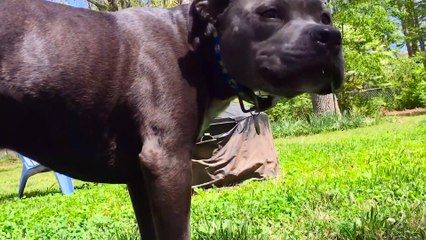 Cute Baby Playing With Dog Compilation - Baby and Pets Video