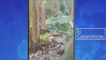 El Cazanoticias: Un fuerte vendaval destruyó varias siembras de plátano en Urabá, Antioquia