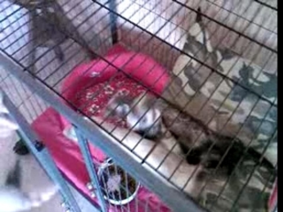 les furets de gaelle