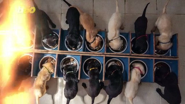 Massive and Beautiful Litter of 14 Puppies One of the Biggest Litters in History