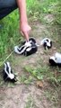 Il découvre 6 bébés moufettes adorables dans le jardin
