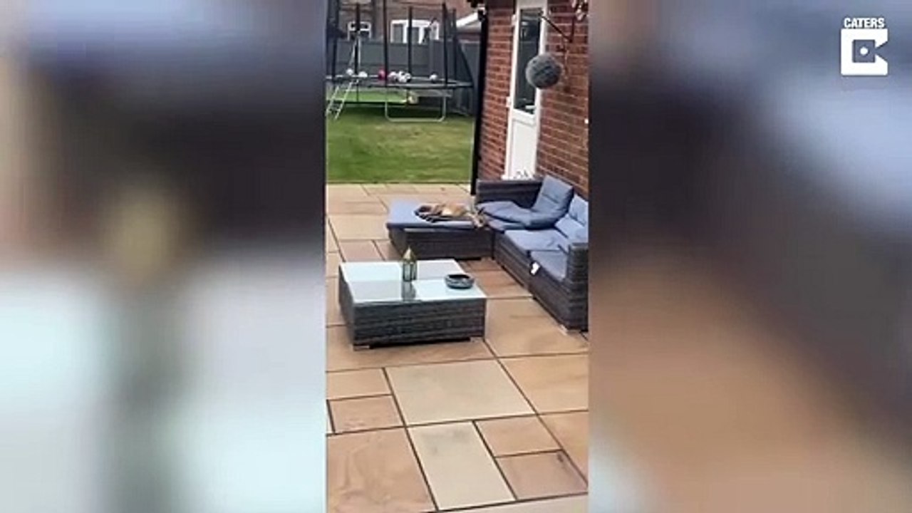 Il trouve un renard endormi sur le canapé du jardin