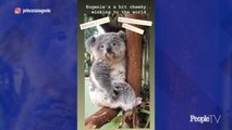 Princess Eugenie Shares Photos of Koala's Named Eugenie & Jack and 'Delightful' Royal Baby News
