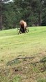 Bull Elk Bout and Bugle on Golf Course