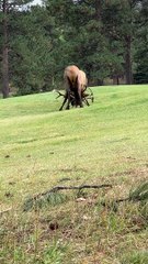 Bull Elk Bout and Bugle on Golf Course