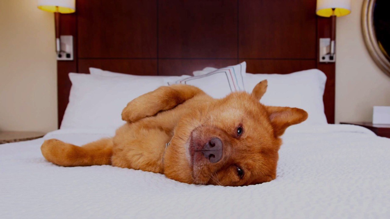 Attention Pet Owners: Hotels.Com Is Seeking 'Creature Critics' to Review Pet-friendly Hote