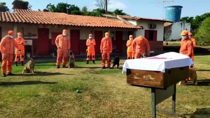 ‘Cachorro bombeiro’ Luck, que atuou em Mariana, recebe homenagem após sua morte