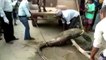 Python rescued after swallowing large prey in India