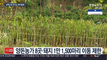남하하는 아프리카 돼지열병…양돈농가 '초긴장'